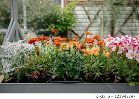 Variety of plants and flowers at flower market, selective focus on flowers. Garden center for the sale of plants. 123948247