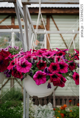 Colourful petunia flowers in vibrant pink and purple colors in decorative flower pot close up 123948255