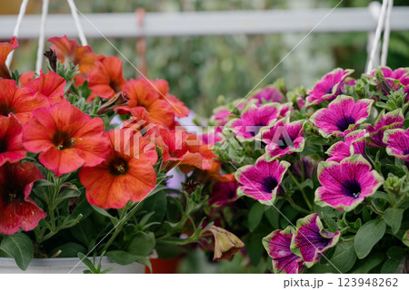 Colourful petunia flowers in vibrant pink and purple colors in decorative flower pot close up 123948262
