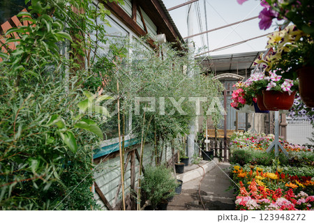 Variety of plants and flowers at flower market, selective focus on flowers. Garden center for the sale of plants. Variety of plants and flowers at flower market, selective focus on flowers. Garden center for the sale of plants. 123948272