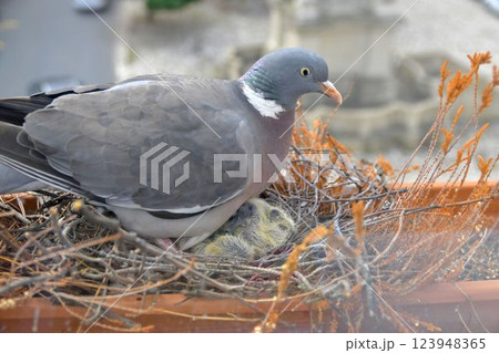A dove warms up the little lovebirds. View of the dove through the window of the place. The concept of pigeon life in the urban area 123948365