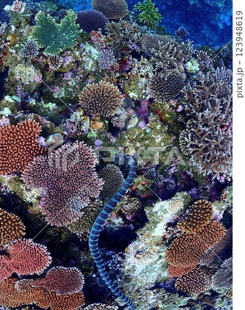 ウミヘビ 123948619