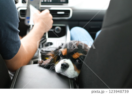 Man driving a car with his dog sitting on the passenger seat looking out the window 123948739