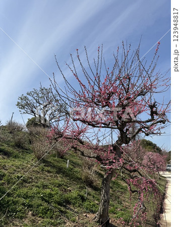 青空に映える梅の花 123948817