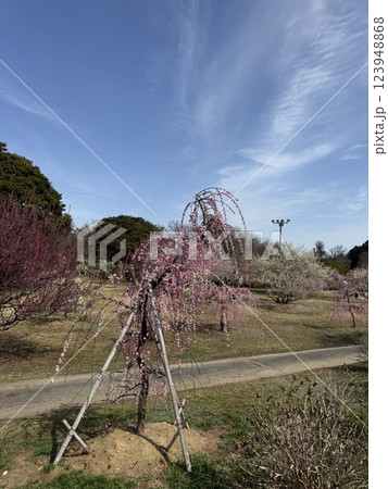 青空に映える梅の花 123948868