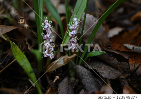 秋の花 キチジョウソウ 秋の花 キチジョウソウ 123948877
