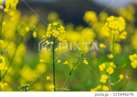 菜の花 123949276
