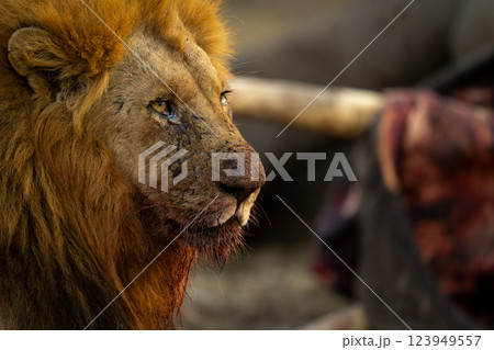 Close-up of blood-stained male lion beside carcase 123949557