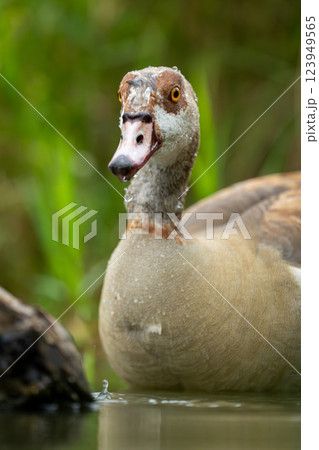 Close-up of Egyptian goose swimming toward camera Close-up of Egyptian goose swimming toward camera 123949565