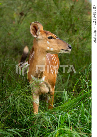Female nyala stands in flowerbed turning head Female nyala stands in flowerbed turning head 123949587