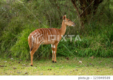 Female nyala stands on grass by bush Female nyala stands on grass by bush 123949589