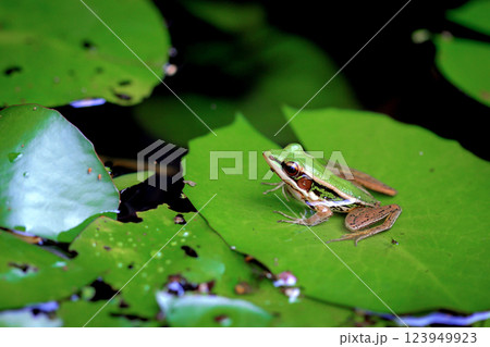 Green Frog on Lily Pad in a Tranquil Pond, Nature Wildlife Photography 123949923