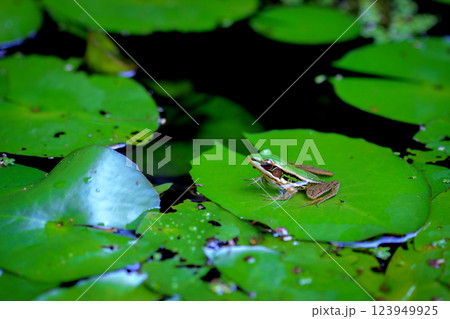 Green Frog on Lily Pad in a Tranquil Pond, Nature Wildlife Photography Green Frog on Lily Pad in a Tranquil Pond, Nature Wildlife Photography 123949925