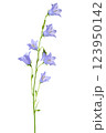 bluebell flower, isolated on a white background 123950142