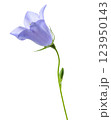 bluebell flower, isolated on a white background 123950143