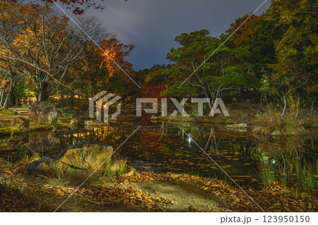 浜松市の秋の浜松城公園のライトアップされた紅葉(静岡県) 123950150