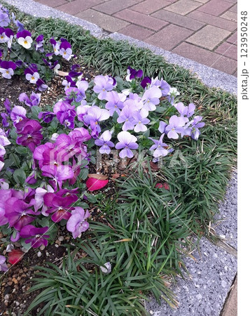 紫色の花 花びら 花壇の花 紫色の花 花びら 花壇の花 123950248