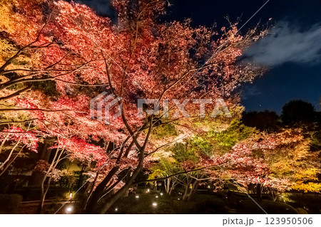 紅葉のライトアップの大田黒公園 東京秋風景 紅葉のライトアップの大田黒公園 東京秋風景 123950506