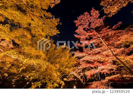 紅葉のライトアップの大田黒公園　東京秋風景 123950520