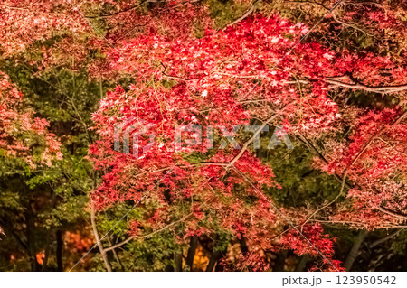 紅葉のライトアップの大田黒公園 東京秋風景 紅葉のライトアップの大田黒公園 東京秋風景 123950542