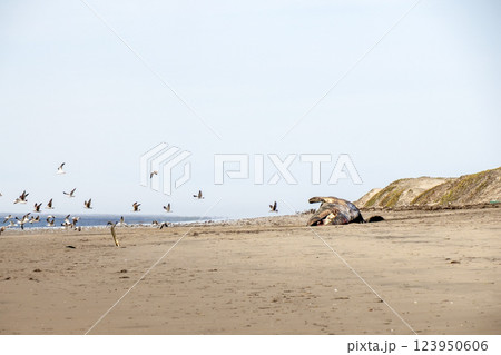 seagulls eating dead Male gray whale on the shore of bahia magdalena baja california sur mexico 123950606