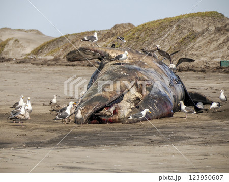 seagulls eating dead Male gray whale on the shore of bahia magdalena baja california sur mexico 123950607