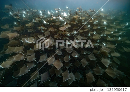 diving underwater with a Huge school of mobulas mobula munkiana in cortez sea ensenada de muertos baja de los sunos baja california sur Mexico 123950617