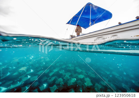 diving underwater with a Huge school of mobulas mobula munkiana in cortez sea ensenada de muertos baja de los sunos baja california sur Mexico 123950618
