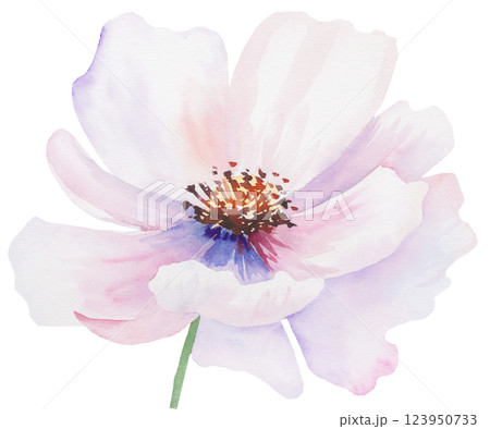 Watercolor pink blush peony flower isolated illustration, pastel romantic floral wedding element 123950733