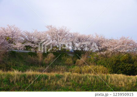 兵庫県洲本市　善光寺周辺の桜並木　 123950915