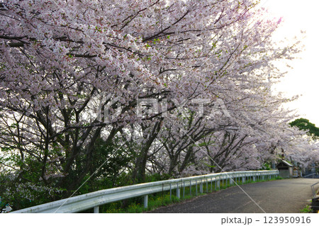 兵庫県洲本市 善光寺周辺の桜並木 兵庫県洲本市 善光寺周辺の桜並木 123950916