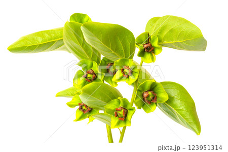 Persimmon tree branch blooming with small green flowers and leaves 123951314