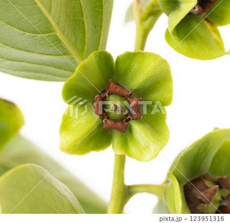 Close-up of persimmon flower blooming on branch 123951316