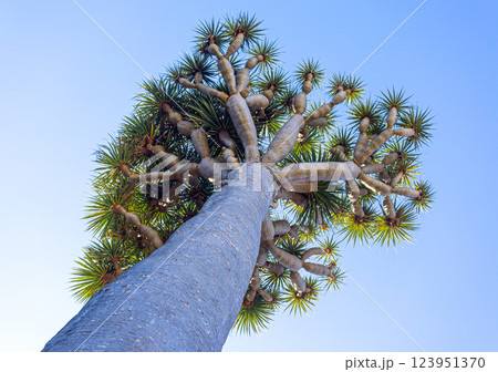Majestic dragon tree reaching for the sky in icod de los vinos, tenerife 123951370