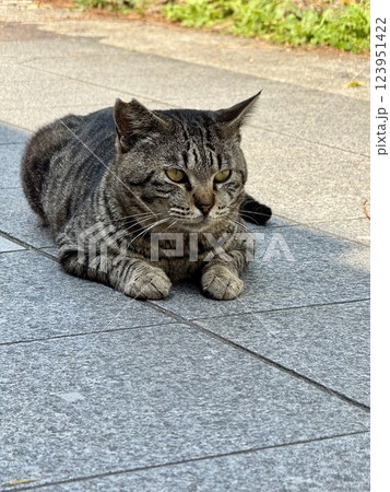 iPhone16Proで撮った沖縄の猫 iPhone16Proで撮った沖縄の猫 123951422
