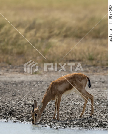Chinkara or Indian gazelle or Gazella bennettii an Antelope close up or portrait drinking water quenching thirst from waterhole in safari natural green at ranthambore national park rajasthan india Chinkara or Indian gazelle or Gazella bennettii an Antelope close up or portrait drinking water quenching thirst from waterhole in safari natural green at ranthambore national park rajasthan india 123952092