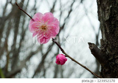 春の空とともに咲く梅の花とつぼみ 123952170