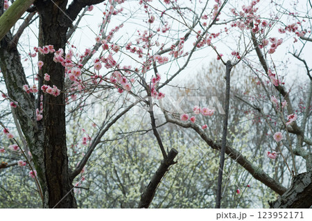 満開の梅の花が咲き誇り、春の訪れを感じる風景写真 123952171