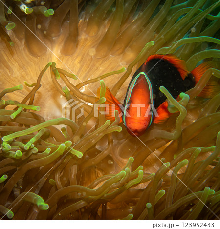 A closeup shot of a Clownfish or Anemonefish peaking out from its host anemone 123952433