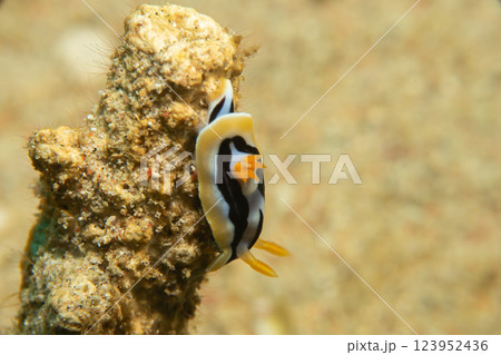 A close-up picture of a beautiful nudibranch, Magnificent Chromodoris, or Chromodoris magnifica A close-up picture of a beautiful nudibranch, Magnificent Chromodoris, or Chromodoris magnifica 123952436