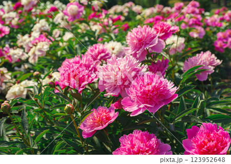 Vibrant fresh pink peony flower bush in full bloom in the garden in sunny day, floral background Vibrant fresh pink peony flower bush in full bloom in the garden in sunny day, floral background 123952648