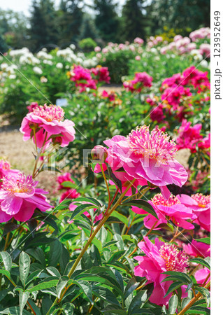 Vibrant fresh pink peony flower bush in full bloom in the garden in sunny day, floral background Vibrant fresh pink peony flower bush in full bloom in the garden in sunny day, floral background 123952649