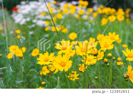 Yellow flower lance leaved, Coreopsis lanceolata, Lanceleaf Tickseed or Maiden eye on meadow, field 123952651