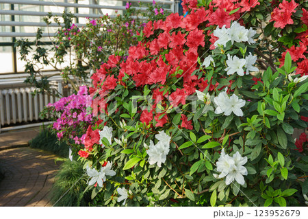 Red, pink and white japan Azalea Ericaceae bushes in full bloom, rhododendron flower background 123952679