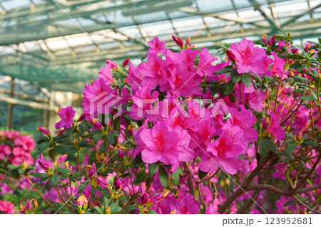 Blooming pink japan Azalea Ericaceae bush, Geisha Purple, rhododendron flower macro, background 123952681