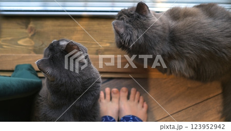 Soft gray british shorthair and nebelung cats resting near child's bare feet, sharing quiet morning moment with curious gaze on wooden porch. Cozy place for triple coffee with cats at your feet  123952942