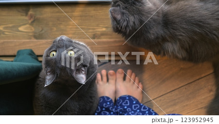 Cats seek attention under desk, creating distraction that derails morning tasks, as distraction grows with playful curiosity, reminding us to tame distraction for efficiency. peaceful domestic bliss. 123952945