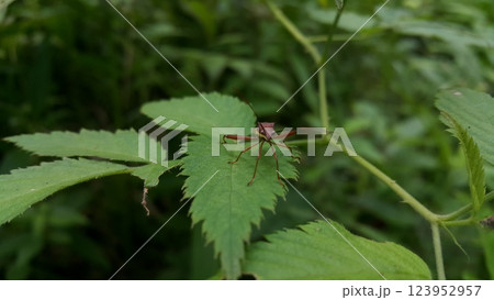 Image of Groundnut Bug, Acanthocoris sordidus (Coreidae) on green leaves. Insect. Animal. 123952957