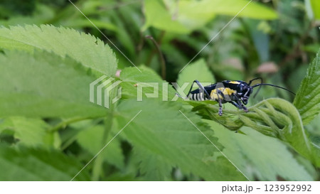 Beautiful longhorn beetle, Glenea elegans. Beautiful longhorn beetle, Glenea elegans. 123952992