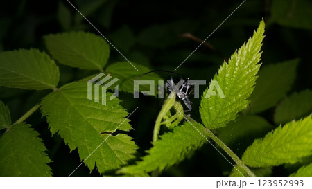 Beautiful longhorn beetle, Glenea elegans. 123952993